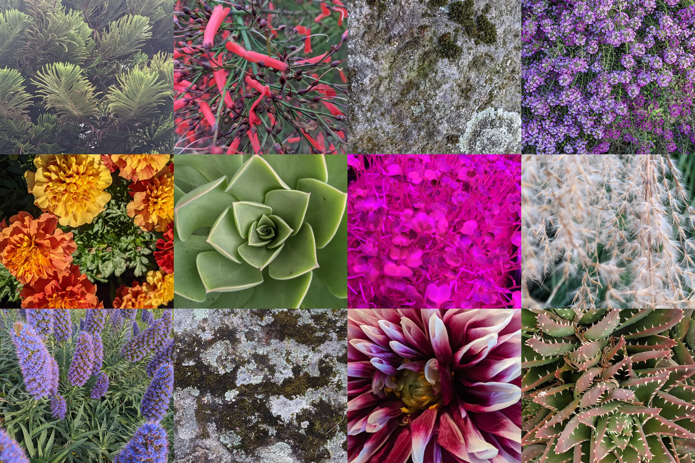 Grid of twelve close-up photos of plants, flowers, and lichen-covered rock